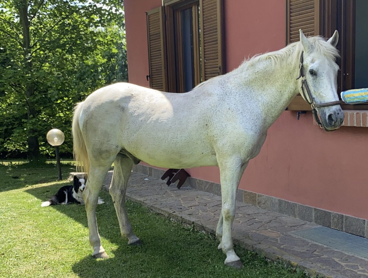 Auguri a Chicco, cavallo di 30 anni