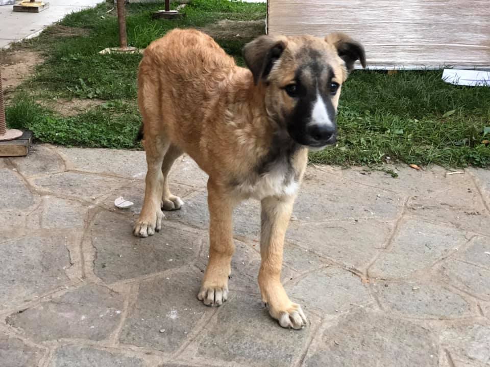 Vigliano: trova un cucciolo in giardino, adesso cerca il proprietario