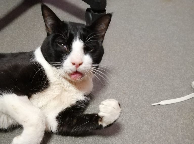 Gatto fugge dopo una rovinosa caduta in via Carso a Biella. Ricompensa a chi lo ritrova