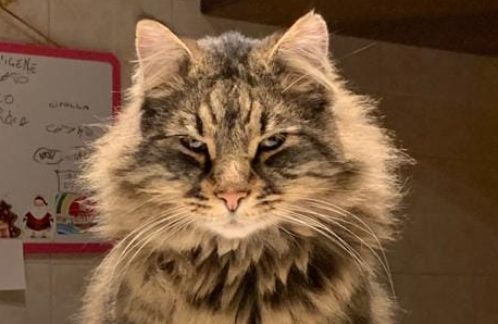 Chi ha notizie del gatto Poldo? L’appello della padrona