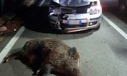 Travolti due animali selvatici a Pray e a Castelletto Cervo: danni alle auto, nessun ferito