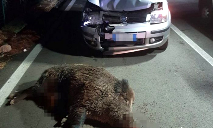 Travolge e uccide un cinghiale lungo la statale a Salussola