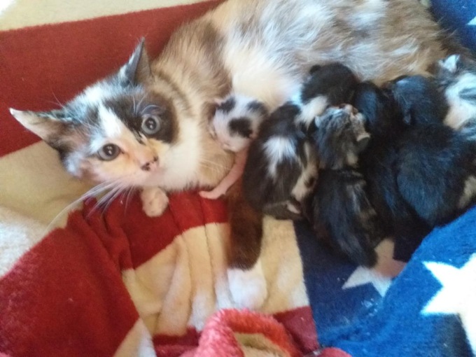 Biella non è un’isola felice per i gatti
