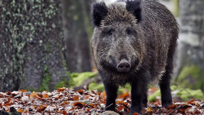Peste suina: in Piemonte si passa al depopolamento dei cinghiali