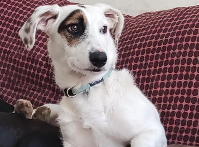 Mambo, un cucciolo di 9 mesi che cerca casa