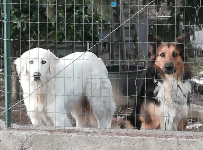 “Impaurito dai botti, ha sfondato la porta del box ed è scappato”: si cerca il cane Teo