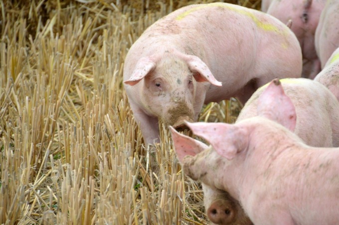 Peste suina in Piemonte: è caccia alle carcasse
