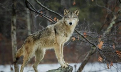 Paura a Sandigliano: avvistato un lupo da una guardia provinciale