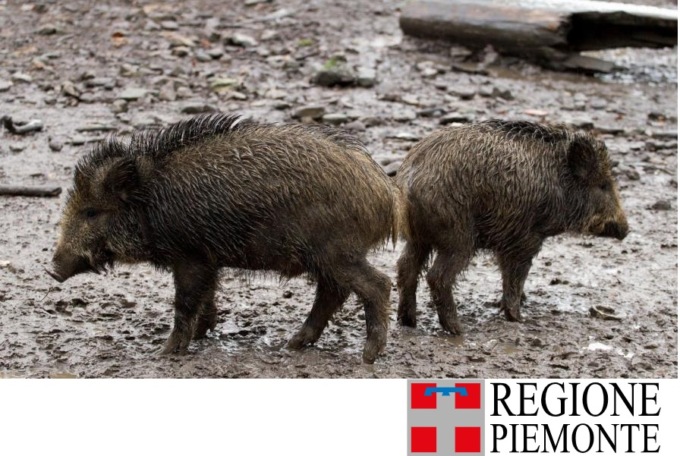 Altri 5 casi accertati di peste suina in Piemonte e Liguria