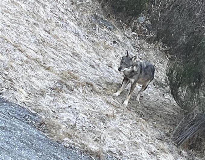 Lupo avvistato a Bielmonte