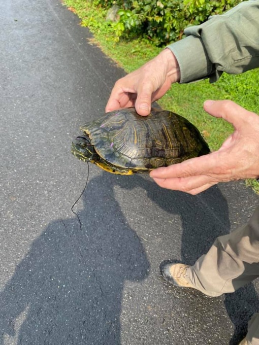 Tartarughe palustri abbandonate: un pericolo per il Lago di Viverone