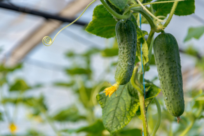 Cetriolo Marketmore: gustoso ortaggio estivo