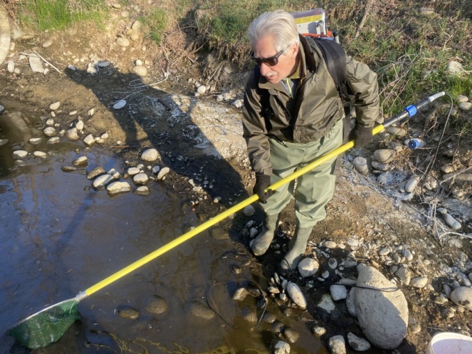 Pesce intrappolato nelle pozze dei torrenti in secca recuperato dai volontari della Fipsas