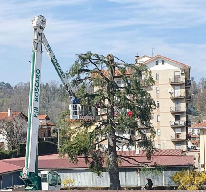 Legambiente: “Intervento vergognoso la potatura del cedro deodara di Vigliano”