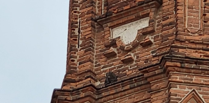 Salvo il gatto rimasto bloccato sul campanile per due giorni