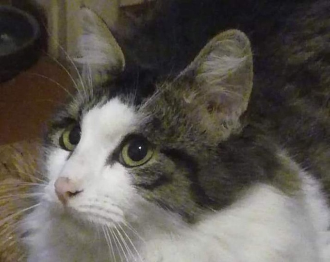 Si cerca il micio Lunetto, scomparso da Sala Biellese