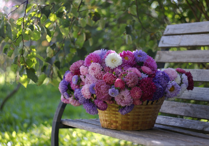 Astro American Beauty: un gran bel fiore dai colori delicati