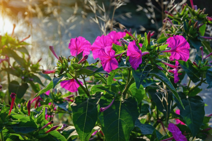 Bella di notte: bellissimi fiori che sbocciano al buio