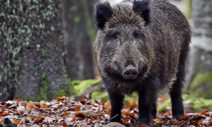 Peste suina africana, Confagricoltura chiede un consiglio regionale aperto