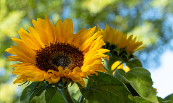 In regalo con Eco di Biella i semi di girasole
