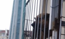 Salvato cane legato a una catena su balcone di 1metro quadro
