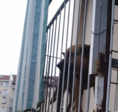 Salvato cane legato a una catena su balcone di 1metro quadro