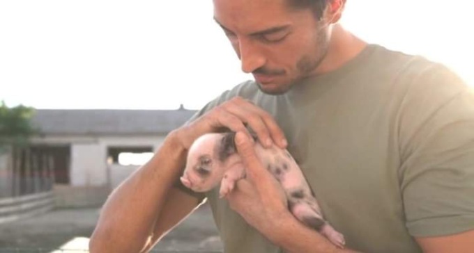 Meta: “Suini uccisi con le scosse elettriche. Rischiano anche gli animali dei rifugi”