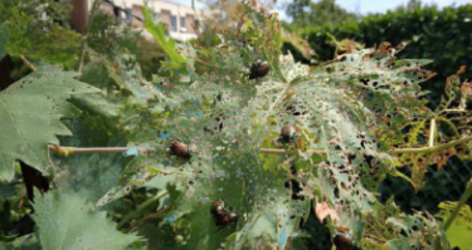 Popillia Japonica, come difendersi