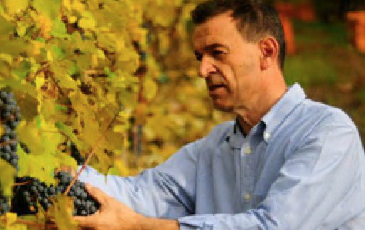 Siccità, il calvario delle vigne. Parlano tre imprenditori biellesi del settore viti-vinicolo