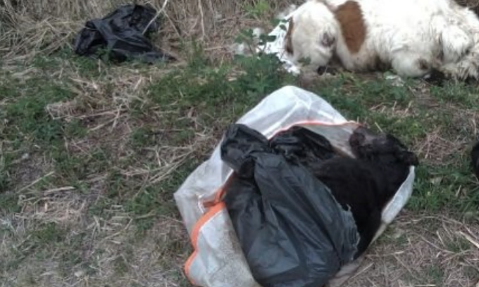 Denunciato un “collezionista” di cani morti: aveva 23 carcasse nel cortile