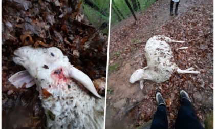 Lupi o cani randagi assaltano la Cascina La Masca. Dopo le 16 pecore sbranati due daini