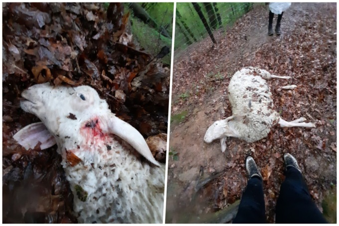 Lupi o cani randagi assaltano la Cascina La Masca. Dopo le 16 pecore sbranati due daini