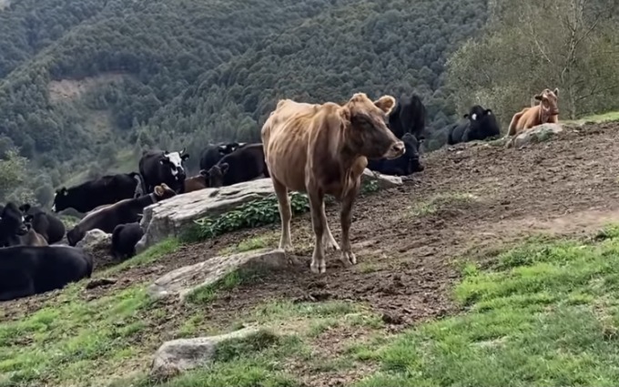 Il VIDEO degli animali all’alpeggio di Peccia. L’associazione: “Continuano a morire…”