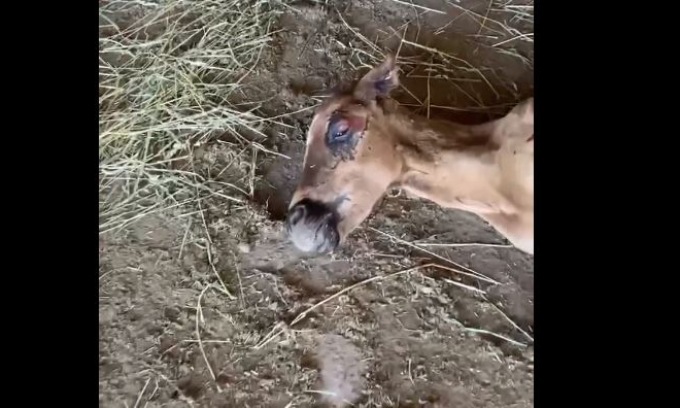 Allevamento lager, l’appello: “Ora aiutateci ad adottare gli animali”