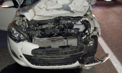 Scontro con un cervo di quasi 300 chili in superstrada: auto distrutta, illesa la conducente