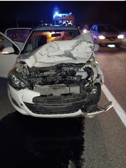 Scontro con un cervo di quasi 300 chili in superstrada: auto distrutta, illesa la conducente