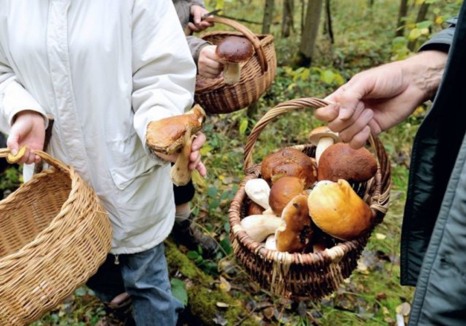 Troppi incidenti per i cercatori di funghi: i consigli del Soccorso Alpino
