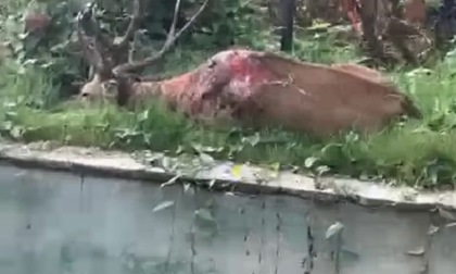 Si ritrova un cervo ferito nel giardino di casa