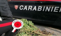 Nel giardino di casa coltivava marijuana, denunciato