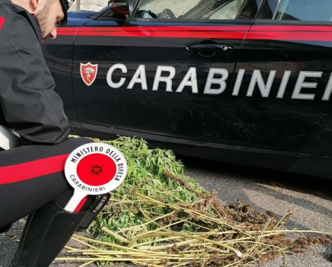 Nel giardino di casa coltivava marijuana, denunciato