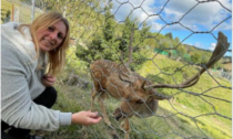 I daini viveronesi hanno trovato casa