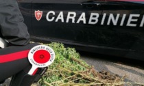 Coltivava piantine di marijuana nel giardino di casa: insospettabile denunciato dai Carabinieri di Cossato