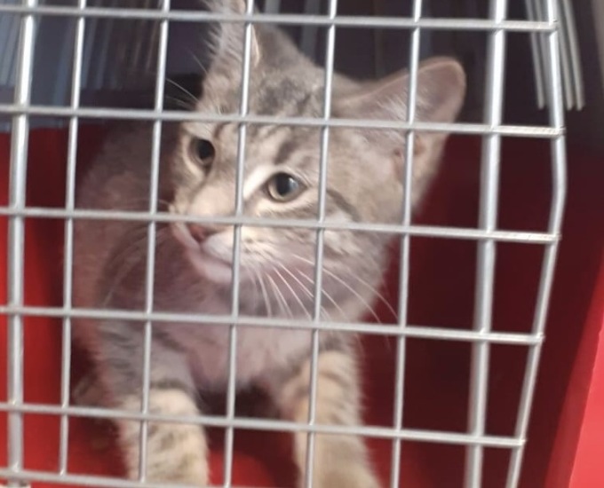 Gattino abbandonato a Veglio. “I padroni si vergognino…”