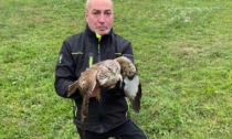 L'uomo degli animali salva un rapace sfinito nelle campagne tra Cerrione e Zimone