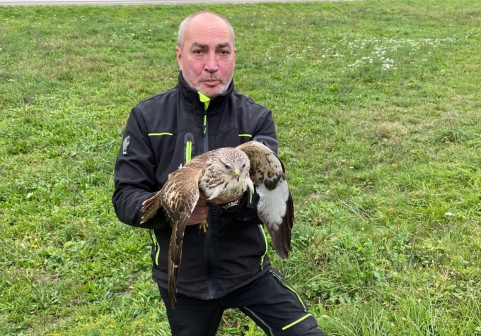 L’uomo degli animali salva un rapace sfinito nelle campagne tra Cerrione e Zimone