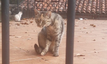 Gatta in fuga dall'ambulatorio del veterinario. L'appello: "Attenzione non è socievole"