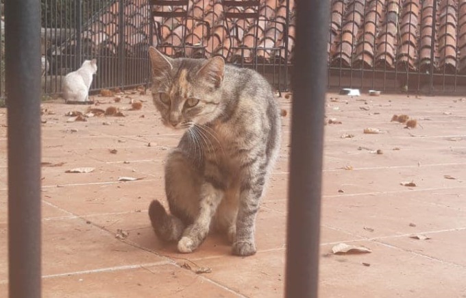 Gatta in fuga dall’ambulatorio del veterinario. L’appello: “Attenzione non è socievole”