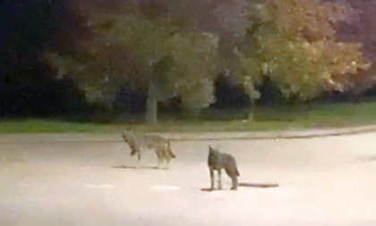 Per i Carabinieri forestali quelli filmati a Chiavazza sono due veri lupi grigi appenninici