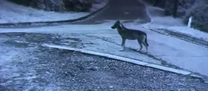 “Lupi alle 7,25 davanti a casa mia mentre i bimbi vanno a prendere lo scuolabus”