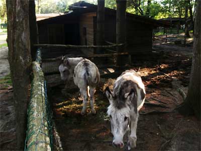 Nata Libera gestirà la fauna selvatica
